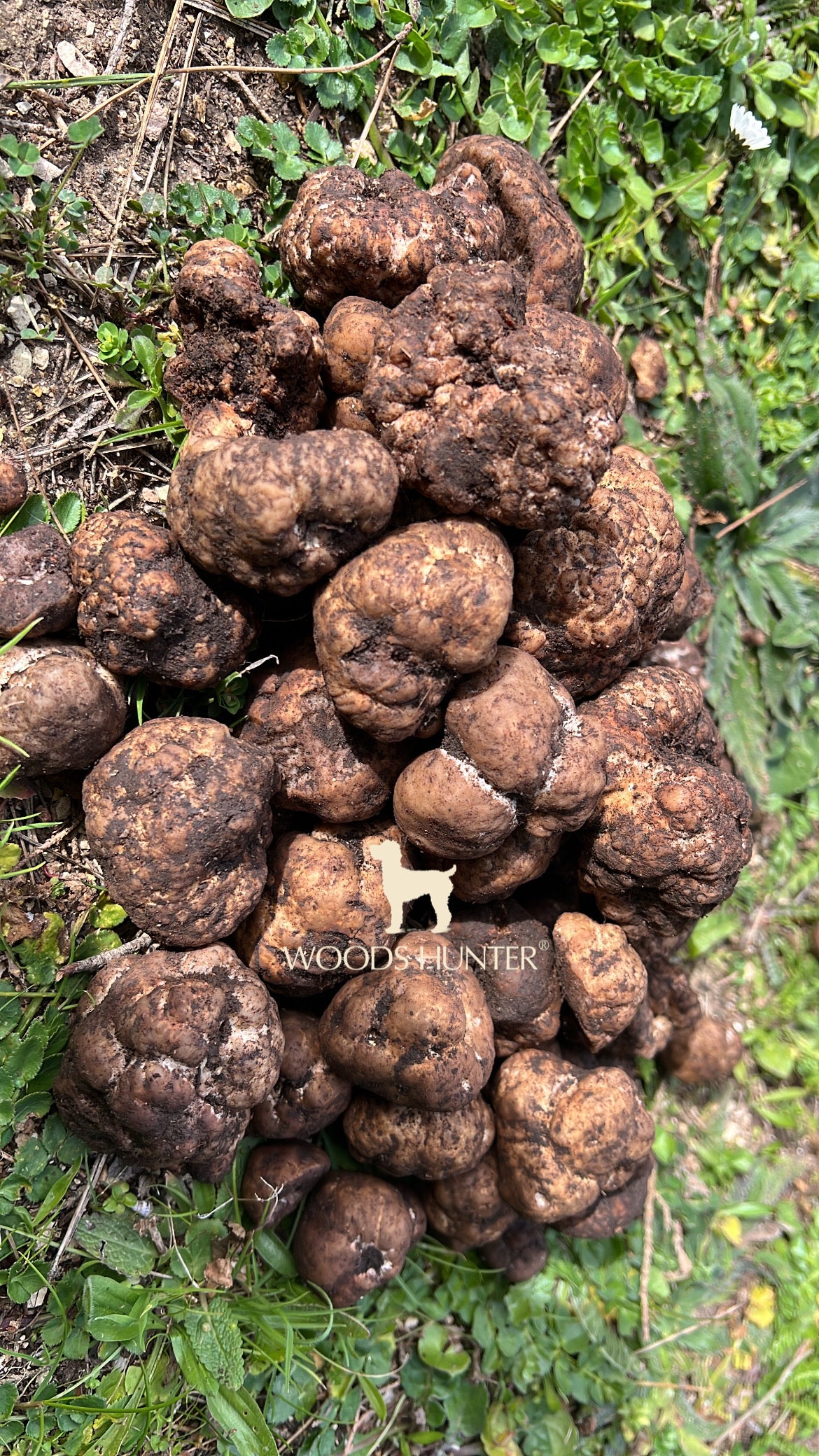 Tuber Borchii | Bianchetto
