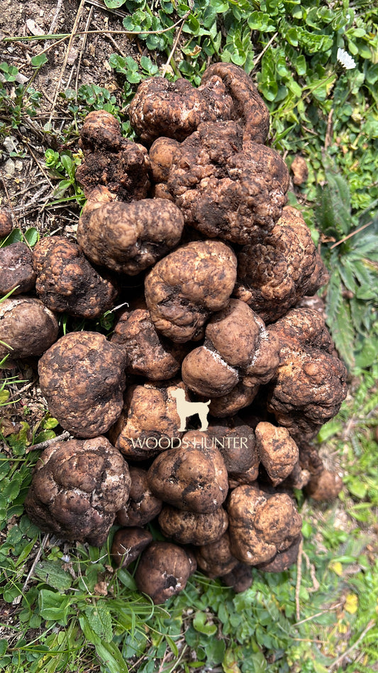 Tuber Borchii | Bianchetto