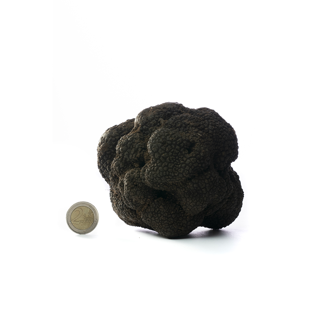 Tuber Aestivum - Scorzone